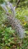 IMG-20191104-WA0009